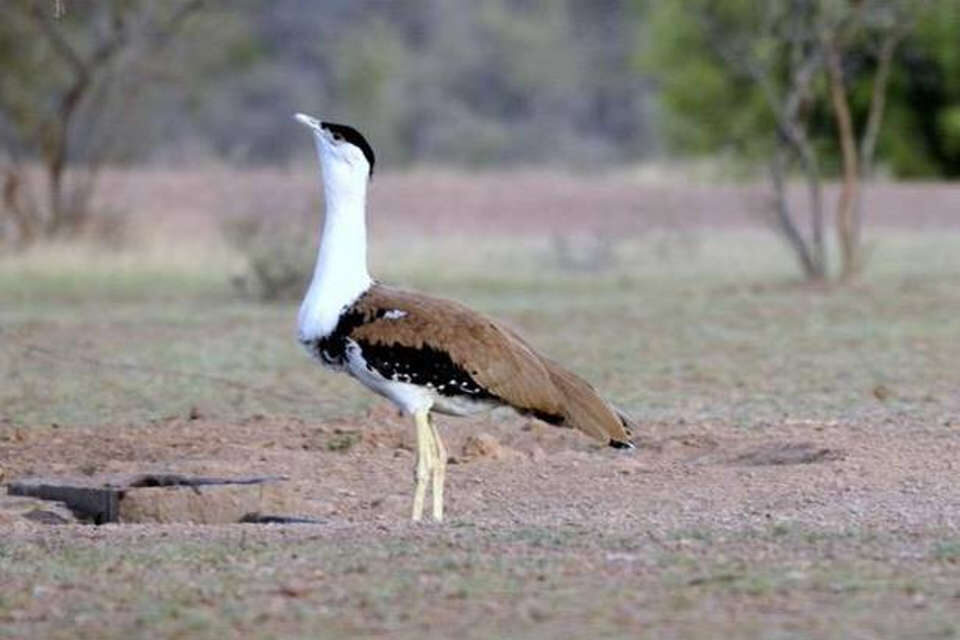 Indien Vernichtung Bedrohter Tierarten Durch Windkraftanlagen Ruhrkultour